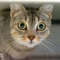 Xenie, Katze zur Adoption
