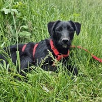 Sneeker, Hund zur Adoption