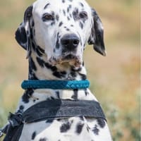 Jimmy SI, noch etwas unsicher, Hund zur Adoption