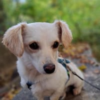 Lilo, kleine, hübsche Zaubermaus, Hündin zur Adoption