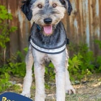 Boomer SI, ein echter Sonnenschein, Hund zur Adoption