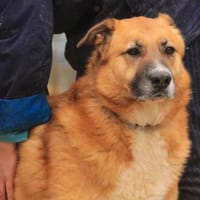 Batu VA, liebenswert und dankbar, Hund zur Adoption
