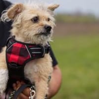 Zweite Chance für Arima gesucht, Hündin zur Adoption