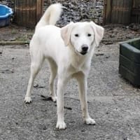 Möchtet ihr unser Elfchen Taina besuchen, Hündin zur Adoption