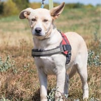 Mogyoro SI, freundlich, verträglich, Hündin zur Adoption