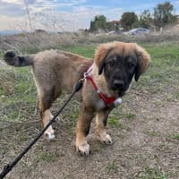 Tolle Mia sucht ein Zuhause, Hündin zur Adoption