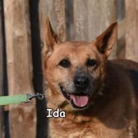 IDA, Hündin zur Adoption