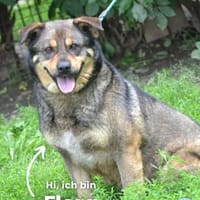 Flora SI, fröhlich, freundlich, aktiv, Hündin zur Adoption