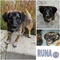RUNA -zauberhafter Charakter-, Hündin zur Adoption