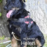 Helen SI, zauberhaftes kleines Mädchen, Hündin zur Adoption