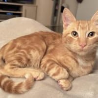 Unser süßer kleiner Herzensbrecher Hitch, Kater zur Adoption
