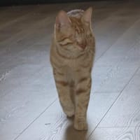 Blinde Aruna, Katze zur Adoption