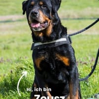 Zeusz SI, liebevoll und menschenbezogen, Hund zur Adoption