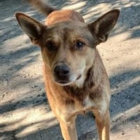 Dongo wurde ausgesetzt, Hund zur Adoption