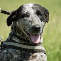 Vanda SI, liebevoll und freundlich, Hündin zur Adoption