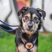 Wer möchte mit Puri durchs Leben gehen?, Hund zur Adoption