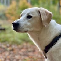 Lucy  Treue Seele mit großem Herz, Hündin zur Adoption