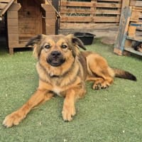 SARABI - wunderschöne Junghündin ❤, Hündin zur Adoption