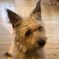 ROCKY - super verträglich mit allen! ❤, Hund zur Adoption