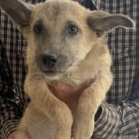 Lennard 36 cm (Okt 25) Pflegestelle, Hund zur Adoption