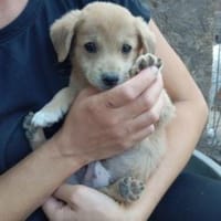 Oberto 28 cm (Okt 25) Pflegestelle, Hund zur Adoption