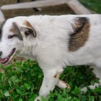 Sonnenschein Tessy möchte umziehen, Hündin zur Adoption