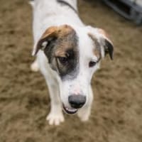 Sonnenschein Tessy möchte umziehen, Hündin zur Adoption