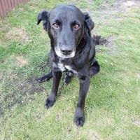 Sanfter Riese Brutus, Hund zur Adoption