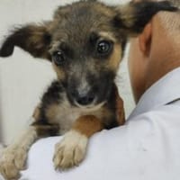 Paloma 23 cm (Sep 25) Pflegestelle, Hündin zur Adoption