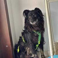 Shadow auf einer Pflegestelle, Hund zur Adoption