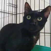 MELONI CHA, chat à adopter