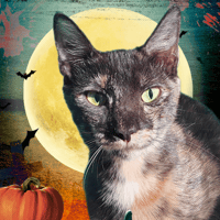 ALBA CHA, chatte à adopter