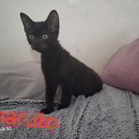 NARUTO, chat à adopter