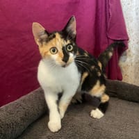VERA, chatte à adopter