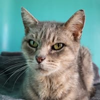 FENTY, chatte à adopter