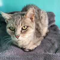 FENTY, chatte à adopter