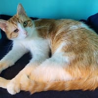 HENDRIX, chat à adopter