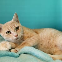 pistache, chatte à adopter