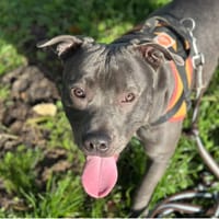 bluebi, chien à adopter
