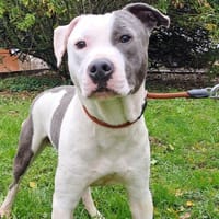 BOUMI, chien Ă  adopter
