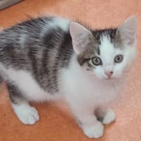 OSINE, chatte à adopter