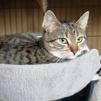 KAI, chatte à adopter