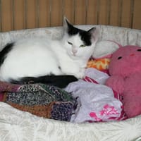 HAO, chat à adopter