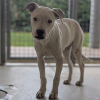 ORION, chien à adopter