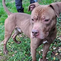 BOYKA, chien Ă  adopter