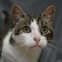BRAD HAB17413, chat à adopter