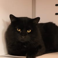 Apollon, chat à adopter
