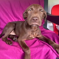 LYRA, chienne à adopter