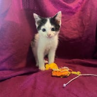 PONGO, chat à adopter