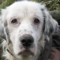 SOLTANE, chien à adopter
